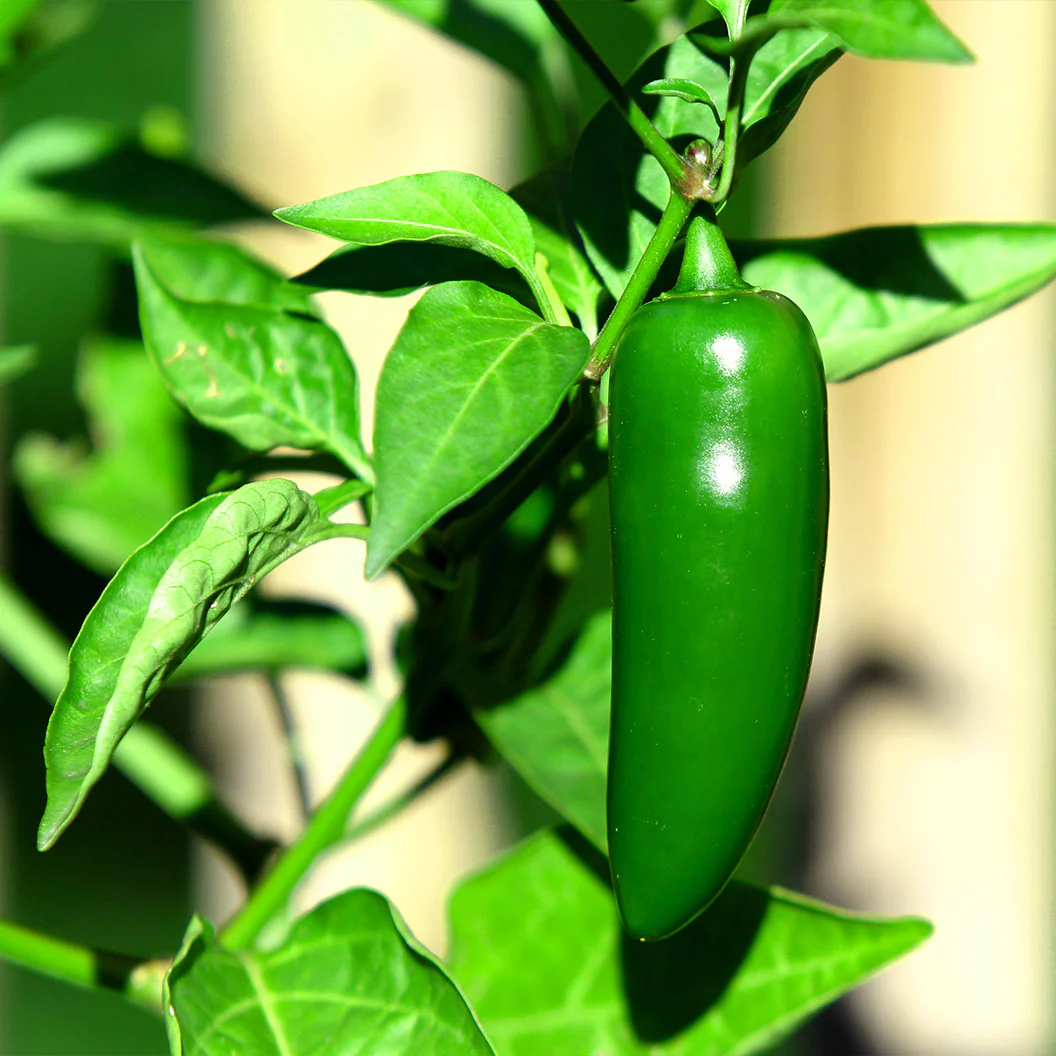 Jalapeno Pepper Plant - USDA Organic 2 Jalapeno Pepper Plant - USDA Organic