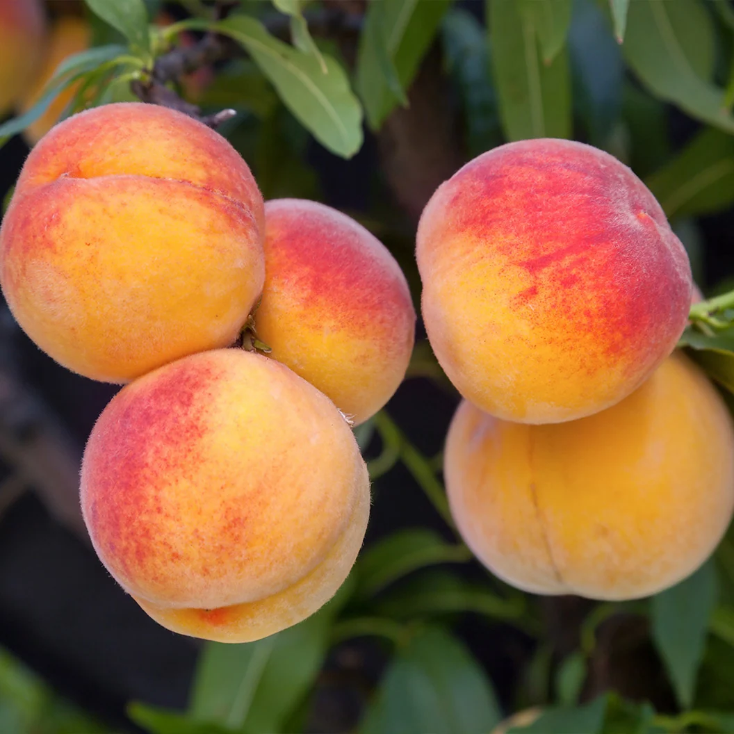 Tropic Snow Peach Tree 2 Tropic Snow Peach Tree