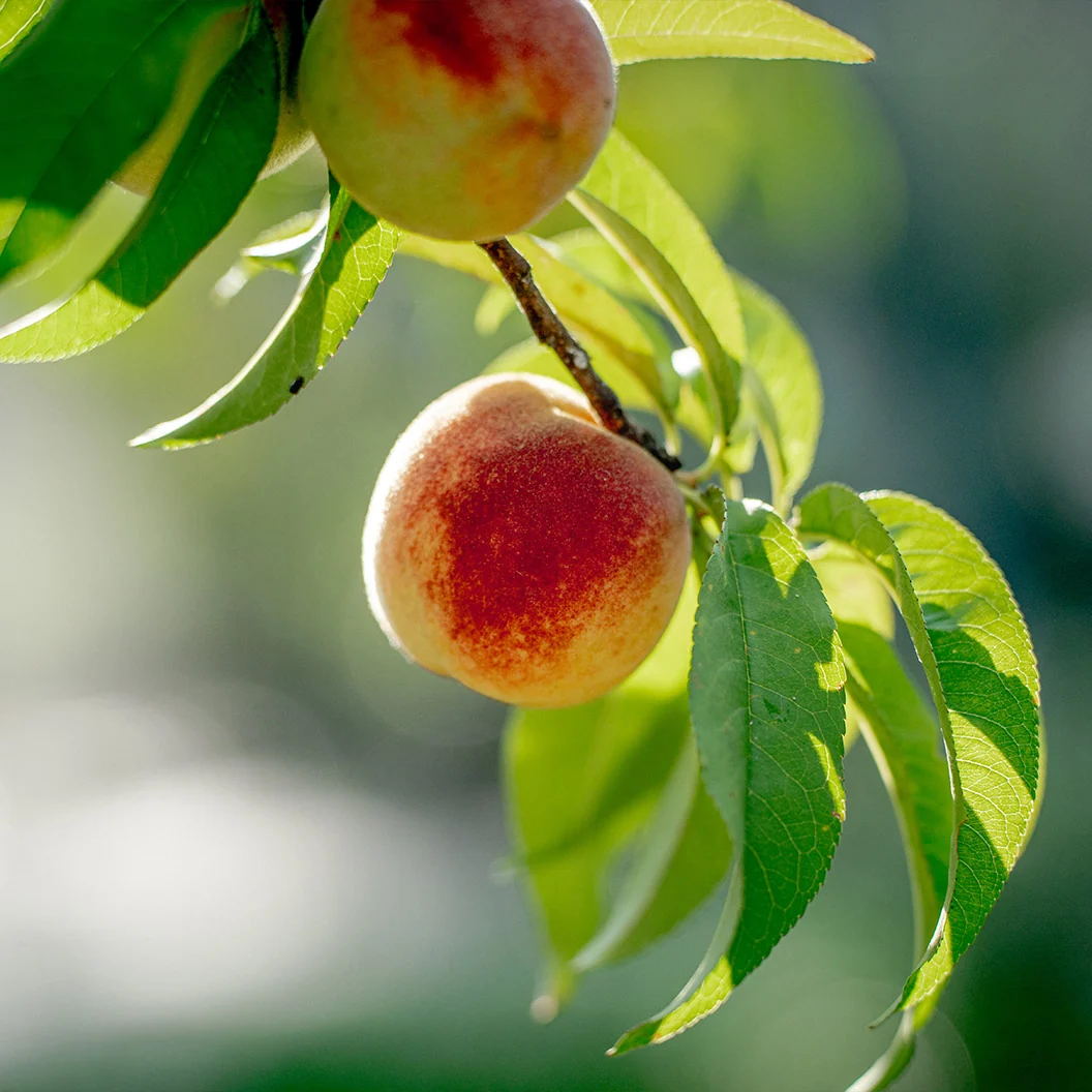 Tropic Snow Peach Tree 3 Tropic Snow Peach Tree