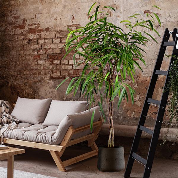 Ficus Alii Braid Plant 1 Ficus Alii Braid Plant