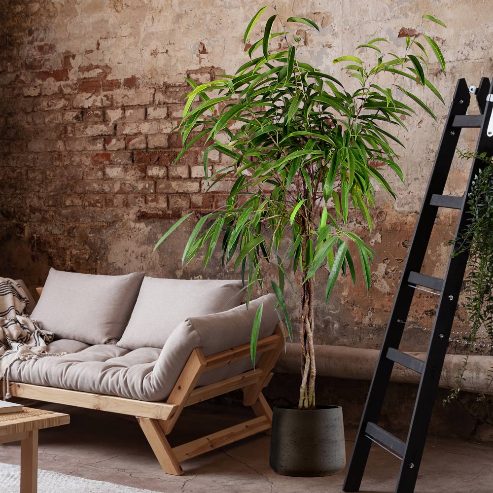 Ficus Alii Braid Plant 2 Ficus Alii Braid Plant