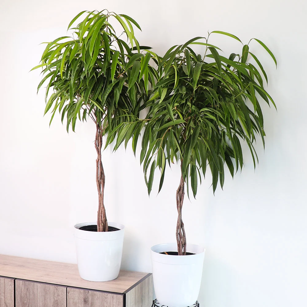 Ficus Alii Braid Plant 3 Ficus Alii Braid Plant