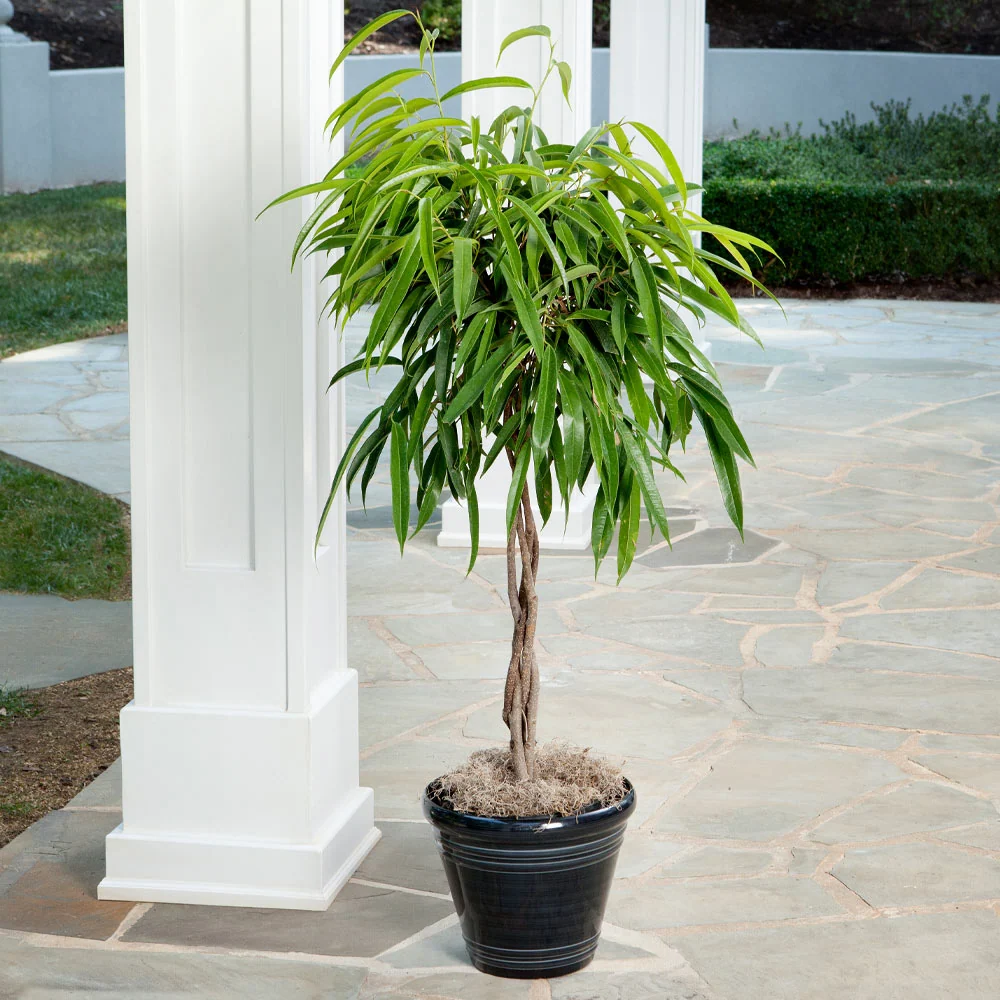 Ficus Alii Braid Plant 4 Ficus Alii Braid Plant