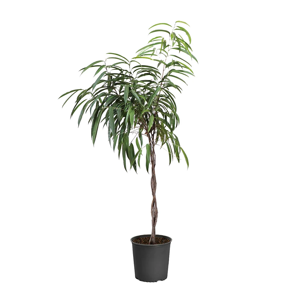 Ficus Alii Braid Plant 5 Ficus Alii Braid Plant