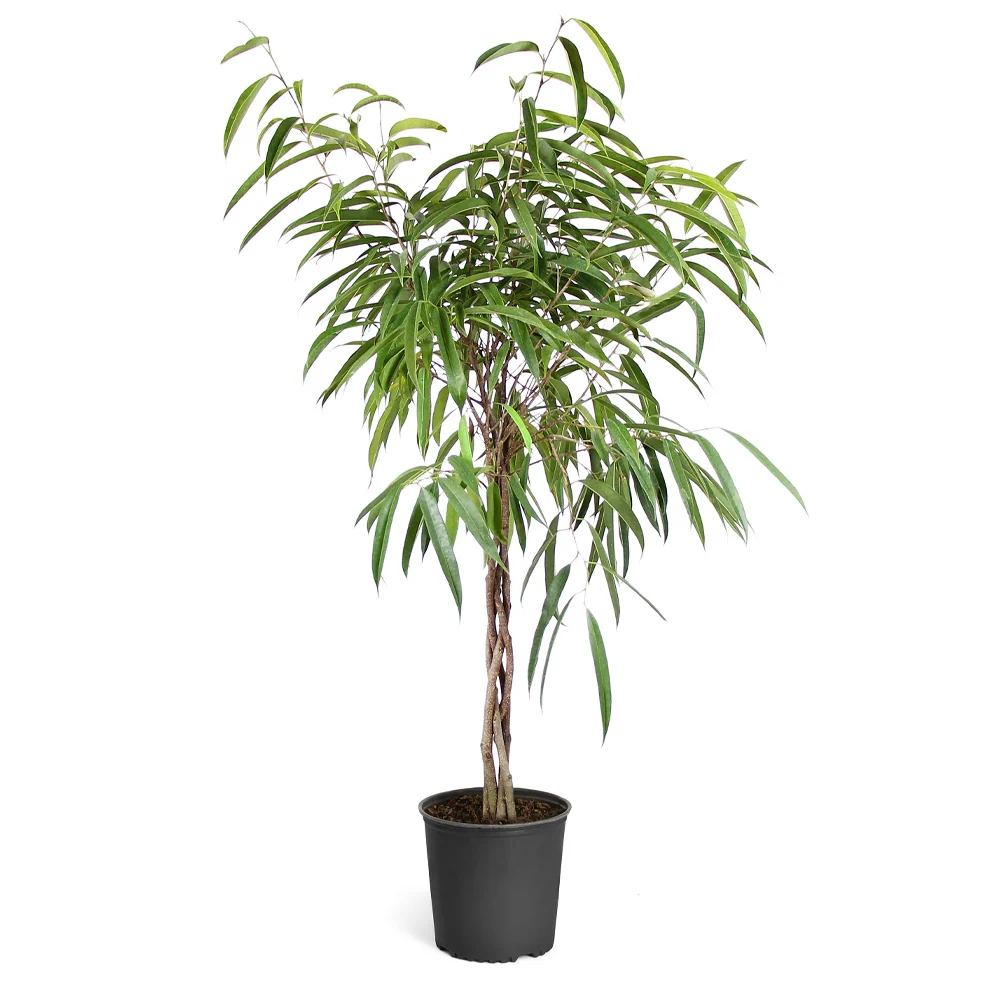 Ficus Alii Braid Plant 6 Ficus Alii Braid Plant