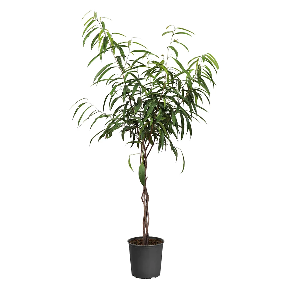 Ficus Alii Braid Plant 7 Ficus Alii Braid Plant