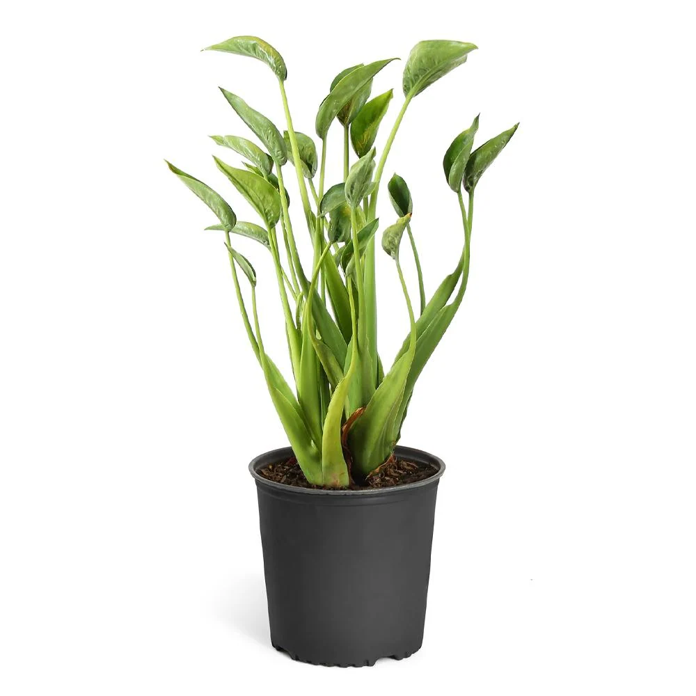 Tiny Dancer Alocasia Plant 3 Tiny Dancer Alocasia Plant