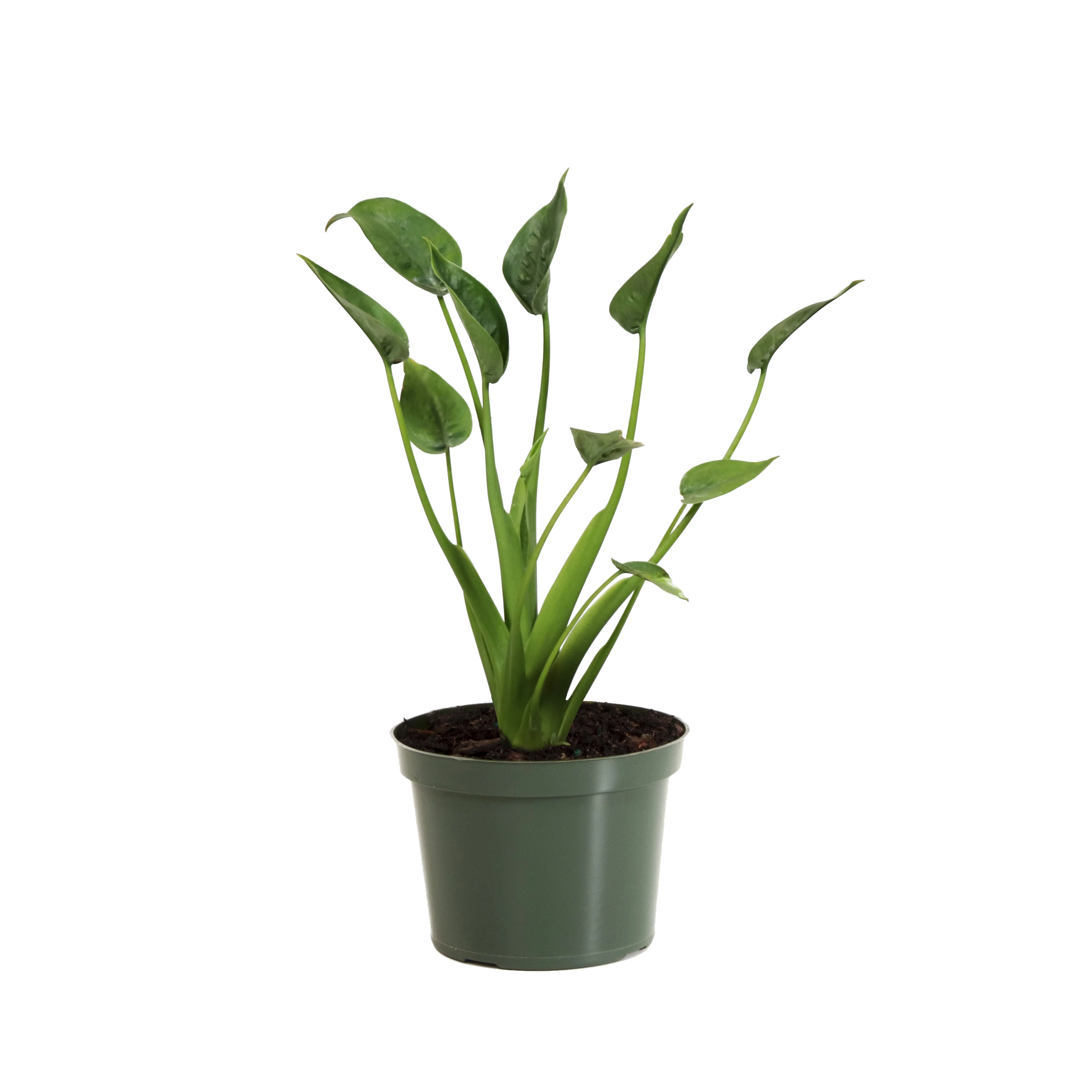 Tiny Dancer Alocasia Plant 4 Tiny Dancer Alocasia Plant