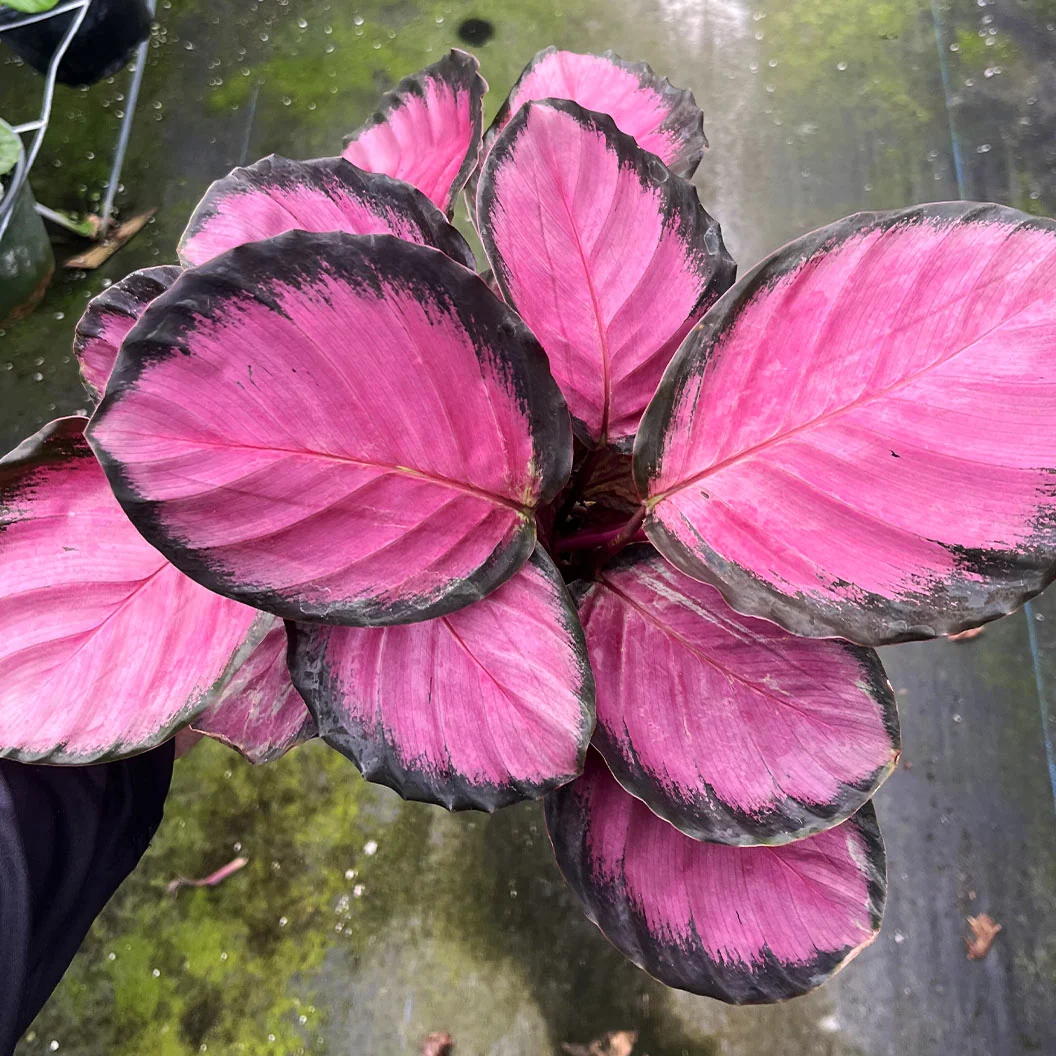 Purple Rose Prayer Plant