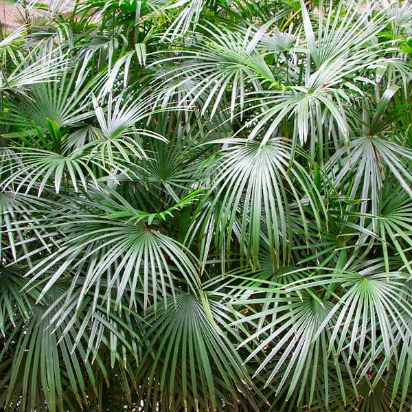 Needle Palm Tree 1 Needle Palm Tree