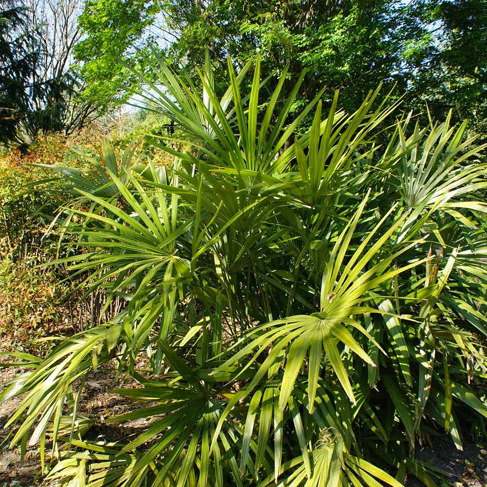 Needle Palm Tree 3 Needle Palm Tree