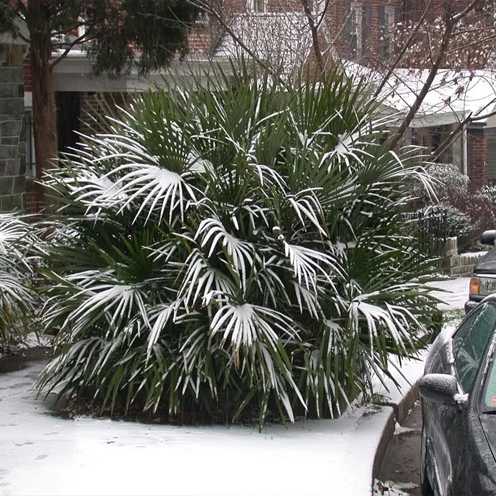 Needle Palm Tree 4 Needle Palm Tree