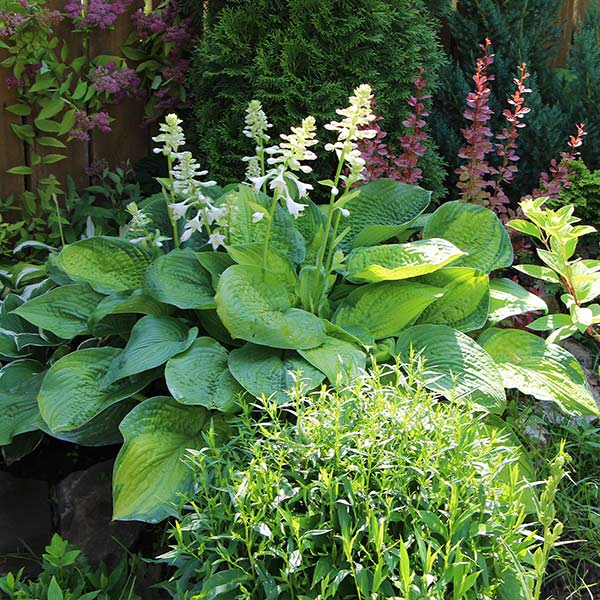 Guacamole Hosta Plant