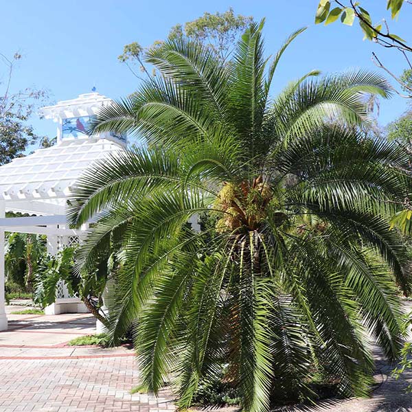 Pygmy Date Palm Tree 1 Pygmy Date Palm Tree