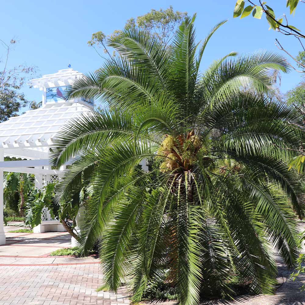 Pygmy Date Palm Tree 2 Pygmy Date Palm Tree