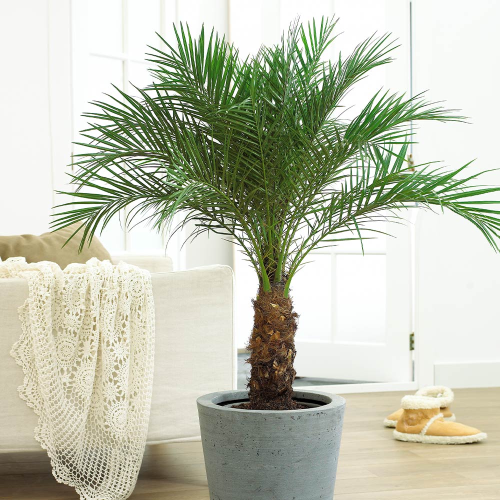 Pygmy Date Palm Tree 3 Pygmy Date Palm Tree