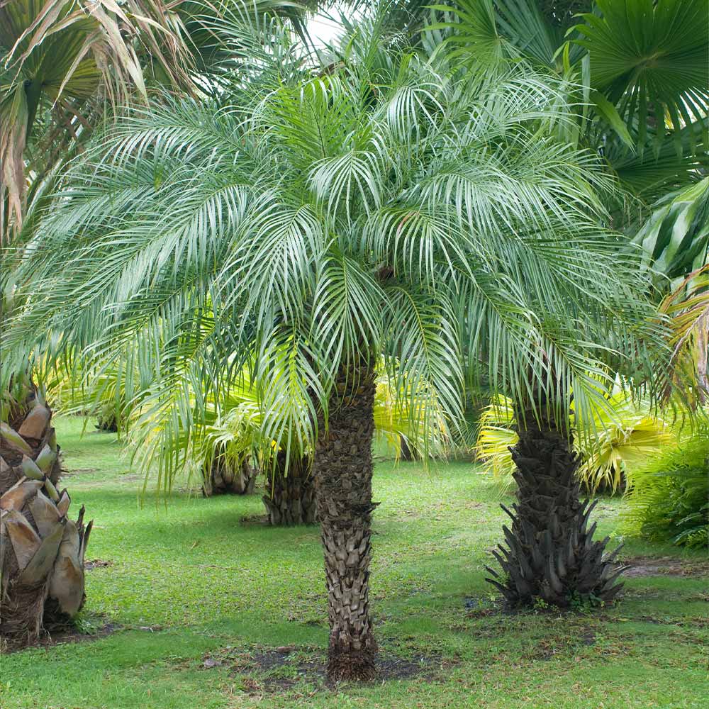 Pygmy Date Palm Tree 4 Pygmy Date Palm Tree