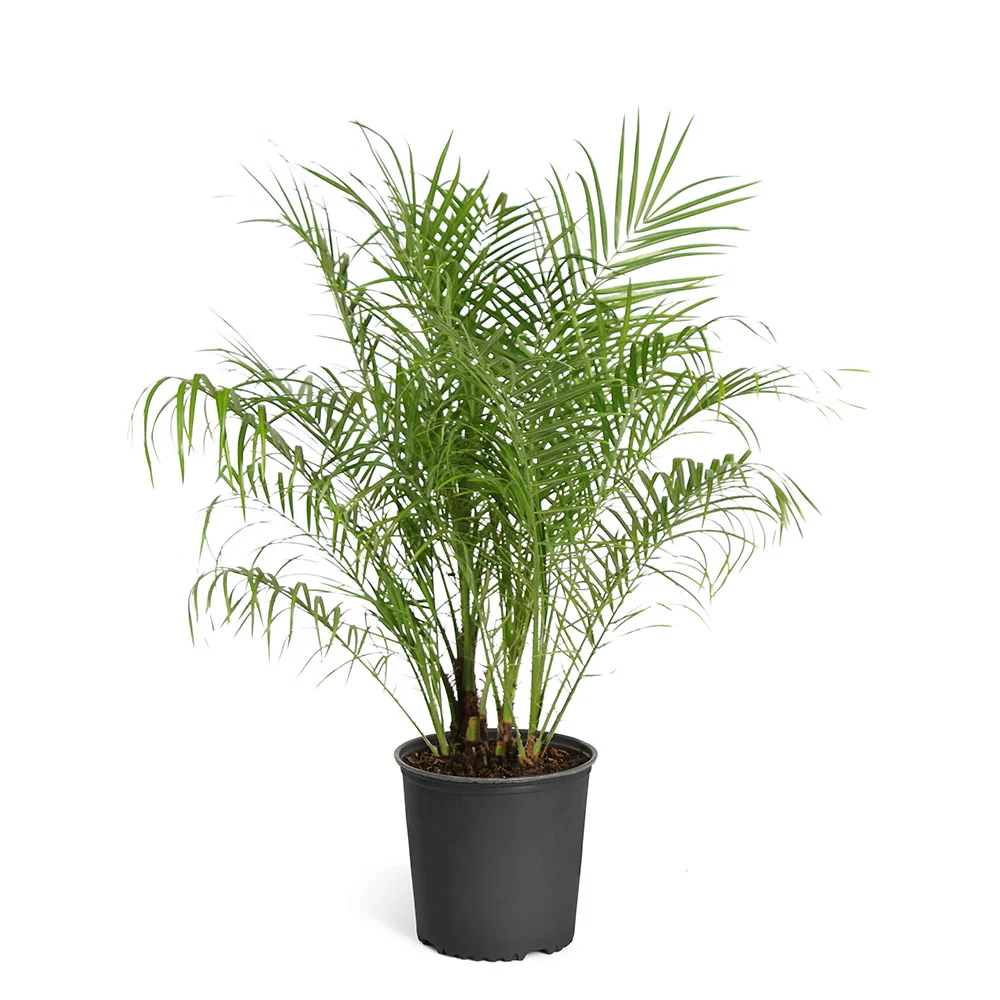 Pygmy Date Palm Tree 5 Pygmy Date Palm Tree