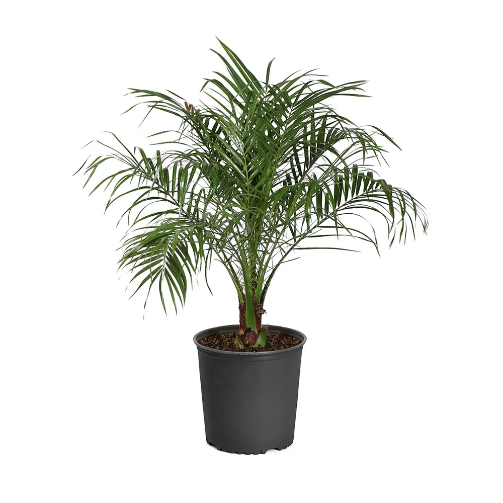 Pygmy Date Palm Tree 6 Pygmy Date Palm Tree