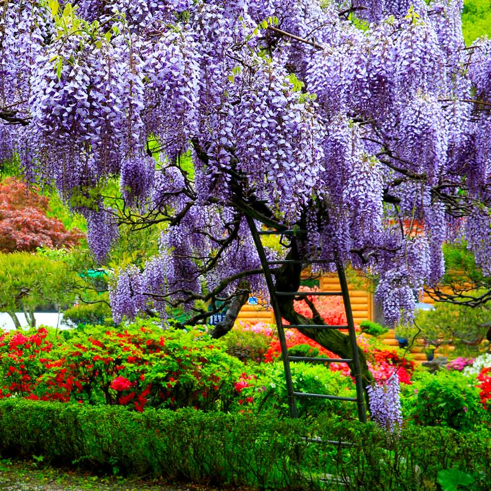 Wisteria Tree