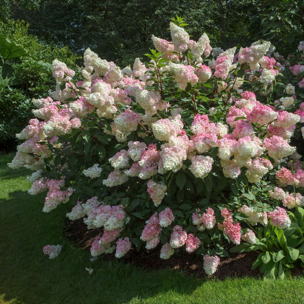 Vanilla Strawberry Hydrangea Shrub 2 Vanilla Strawberry Hydrangea Shrub