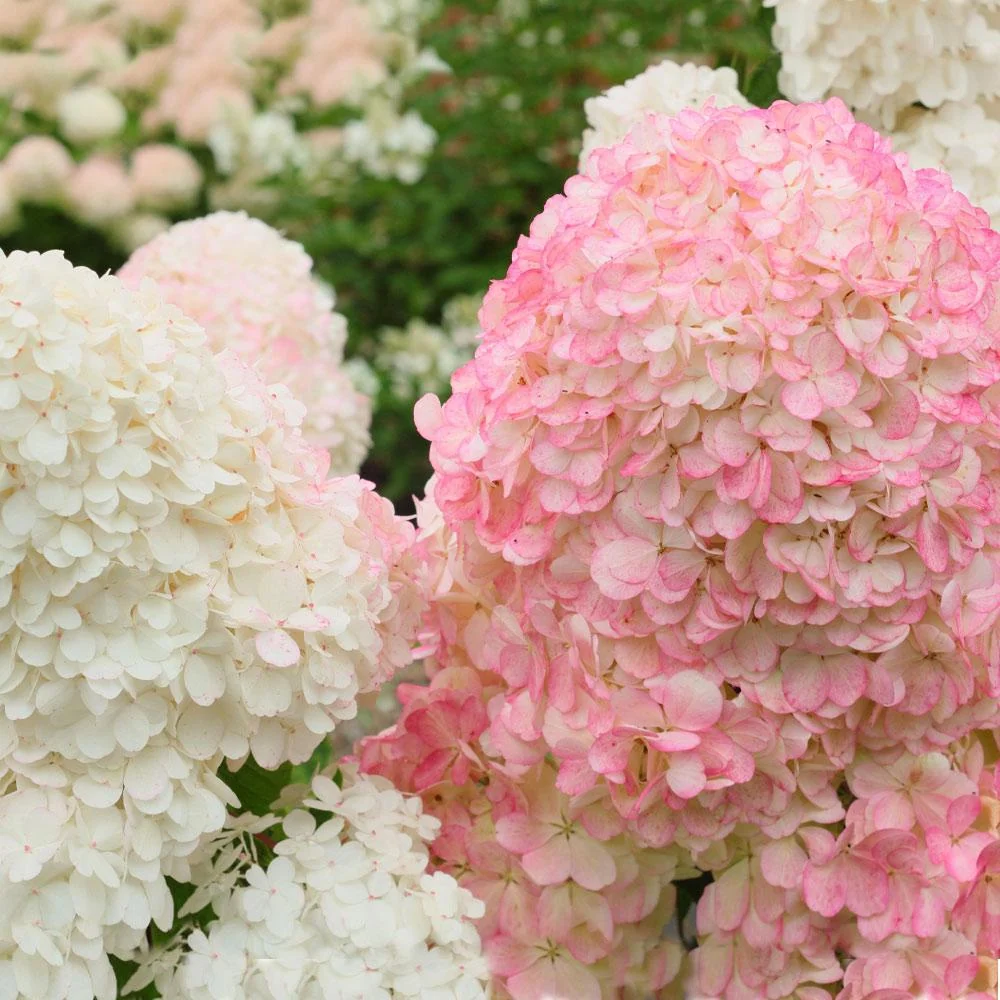 Vanilla Strawberry Hydrangea Shrub 3 Vanilla Strawberry Hydrangea Shrub