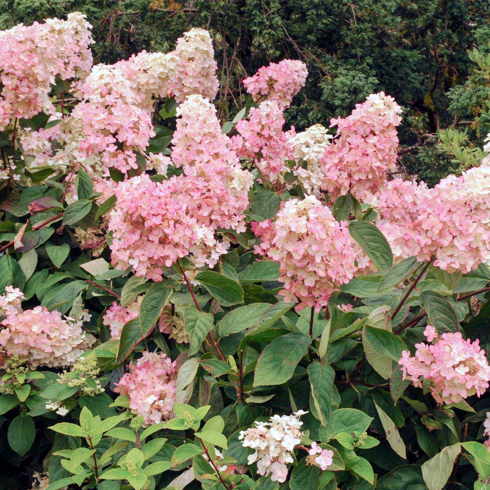Vanilla Strawberry Hydrangea Shrub 4 Vanilla Strawberry Hydrangea Shrub