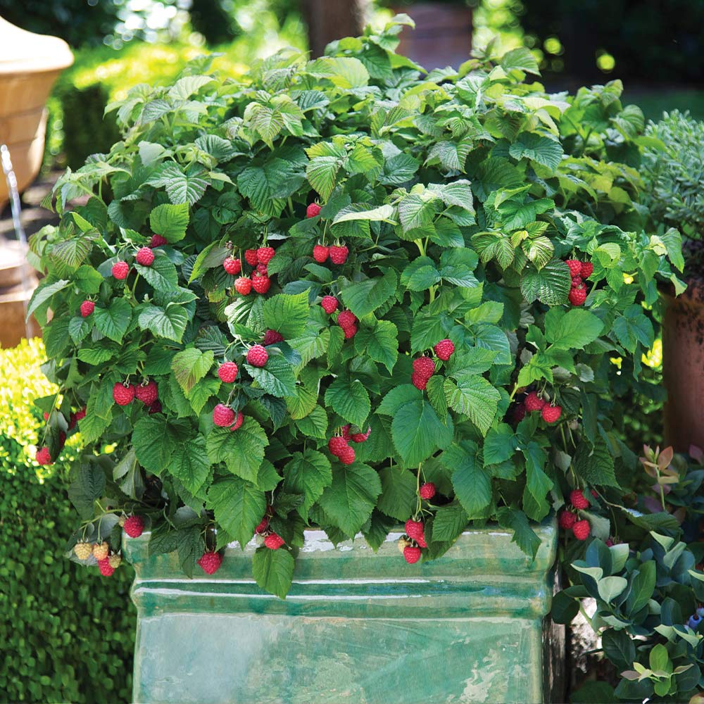 Bushel and Berry® Raspberry Shortcake® Bush 2 Bushel and Berry® Raspberry Shortcake® Bush