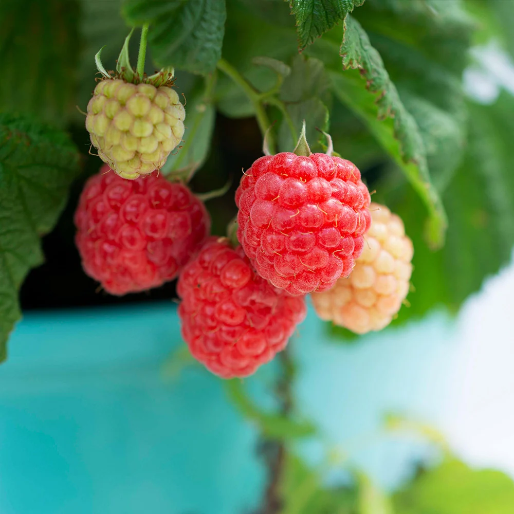 Bushel and Berry® Raspberry Shortcake® Bush 4 Bushel and Berry® Raspberry Shortcake® Bush