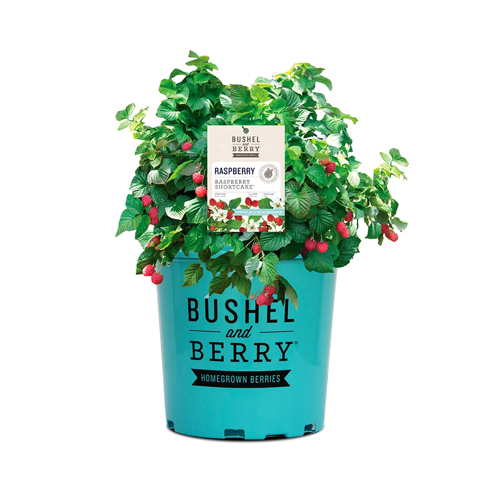 Bushel and Berry® Raspberry Shortcake® Bush 5 Bushel and Berry® Raspberry Shortcake® Bush