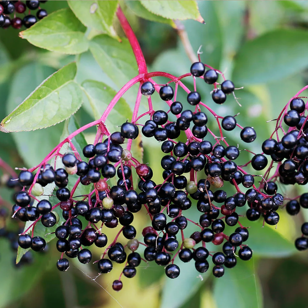 Marge Elderberry Bush 3 Marge Elderberry Bush