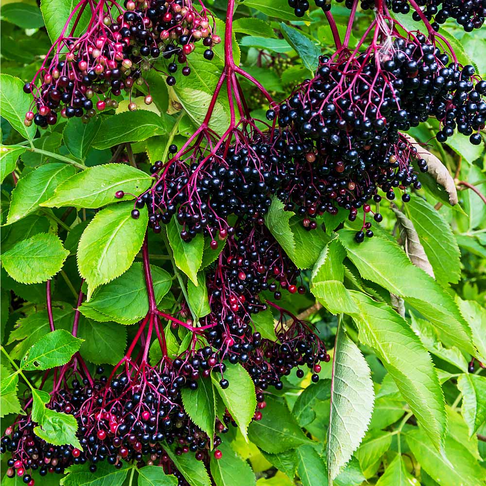 Marge Elderberry Bush 4 Marge Elderberry Bush