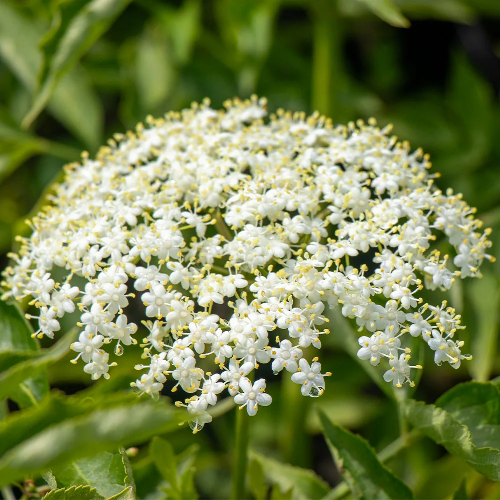 Marge Elderberry Bush 5 Marge Elderberry Bush