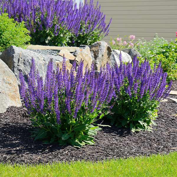 May Night Salvia Plant