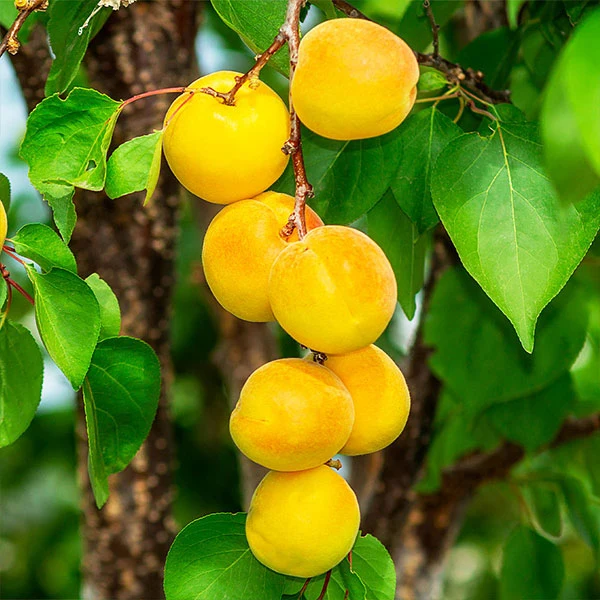 Gold Kist Apricot Tree 1 Gold Kist Apricot Tree