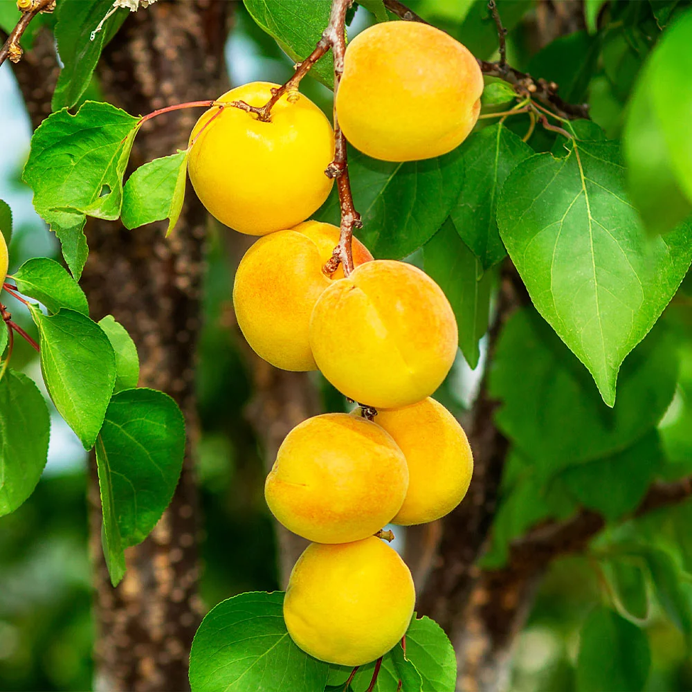 Gold Kist Apricot Tree 2 Gold Kist Apricot Tree