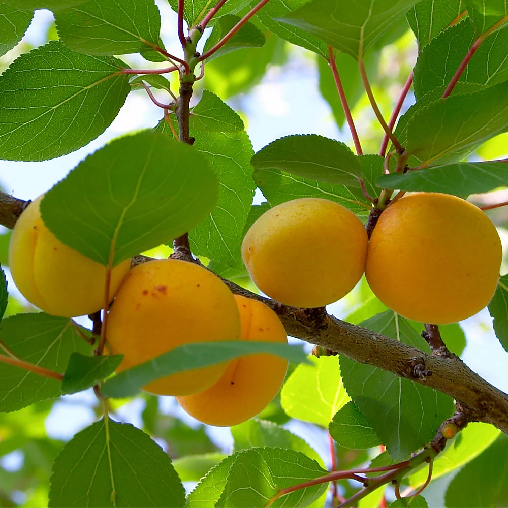 Gold Kist Apricot Tree 3 Gold Kist Apricot Tree