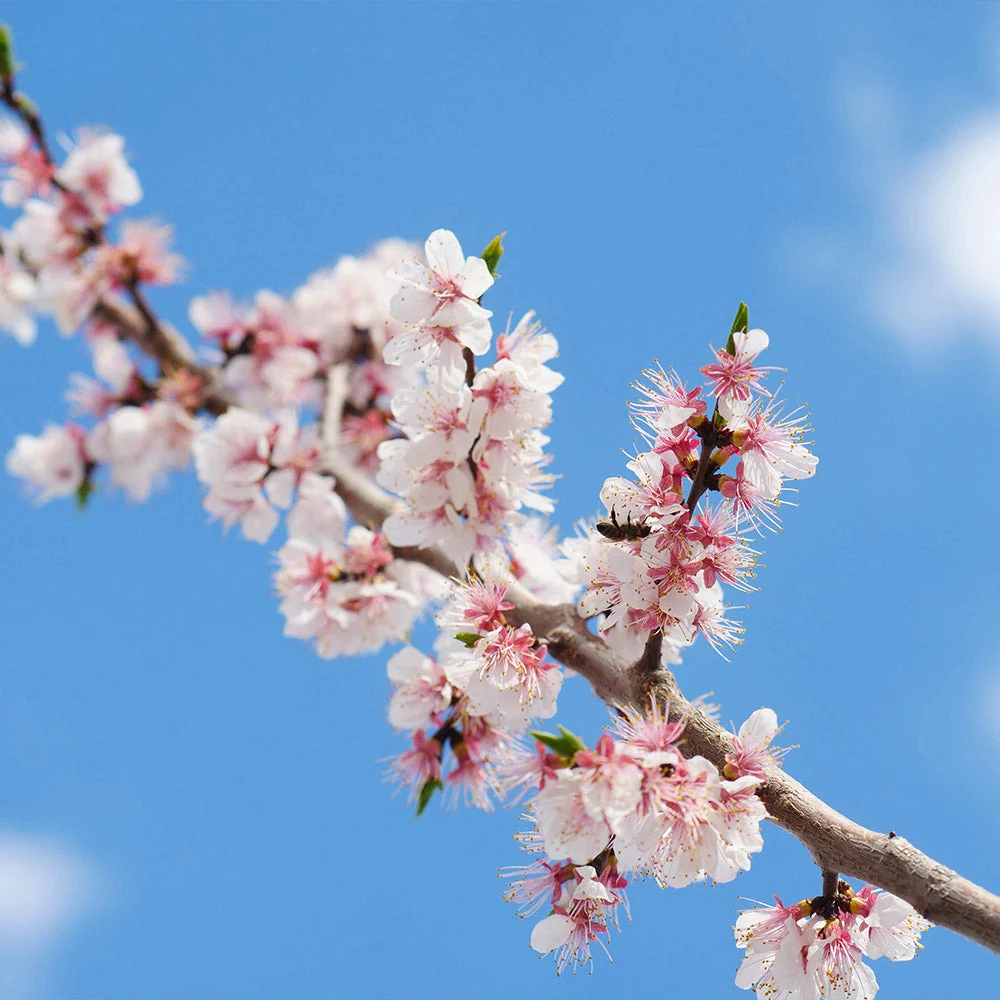 Gold Kist Apricot Tree 4 Gold Kist Apricot Tree