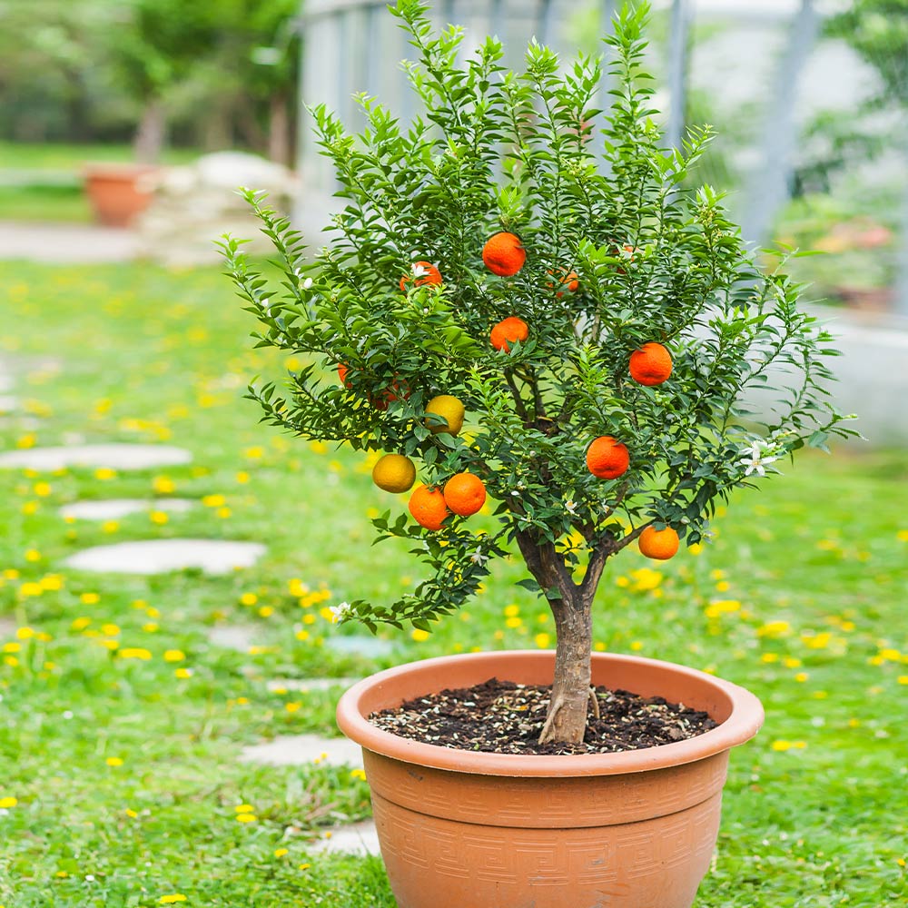 Pixie Mandarin Tree 2 Pixie Mandarin Tree
