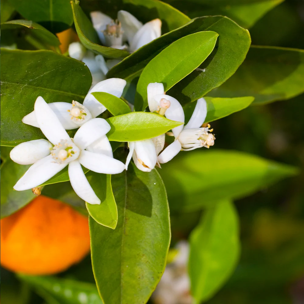 Pixie Mandarin Tree 3 Pixie Mandarin Tree