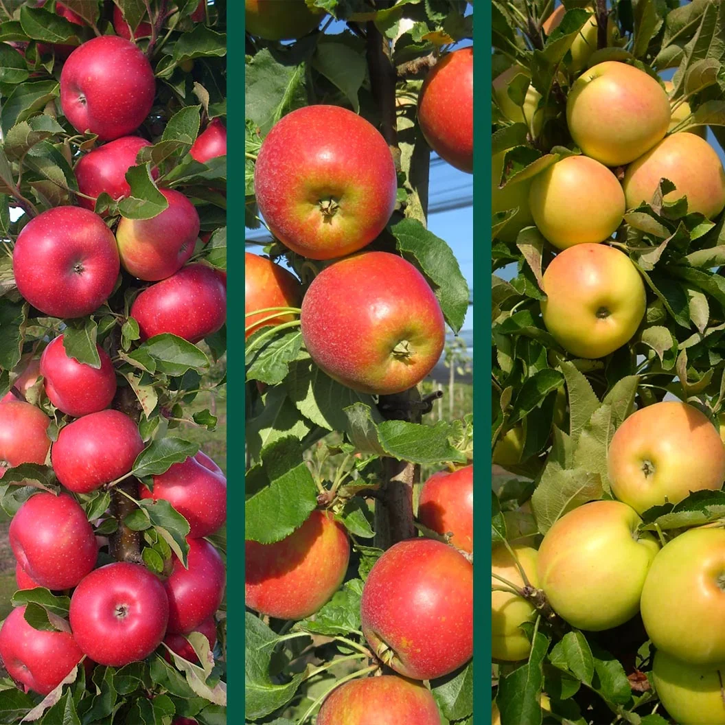 Fruit Snacks® 3-in-1 Columnar Apple Tree 1 Fruit Snacks® 3-in-1 Columnar Apple Tree