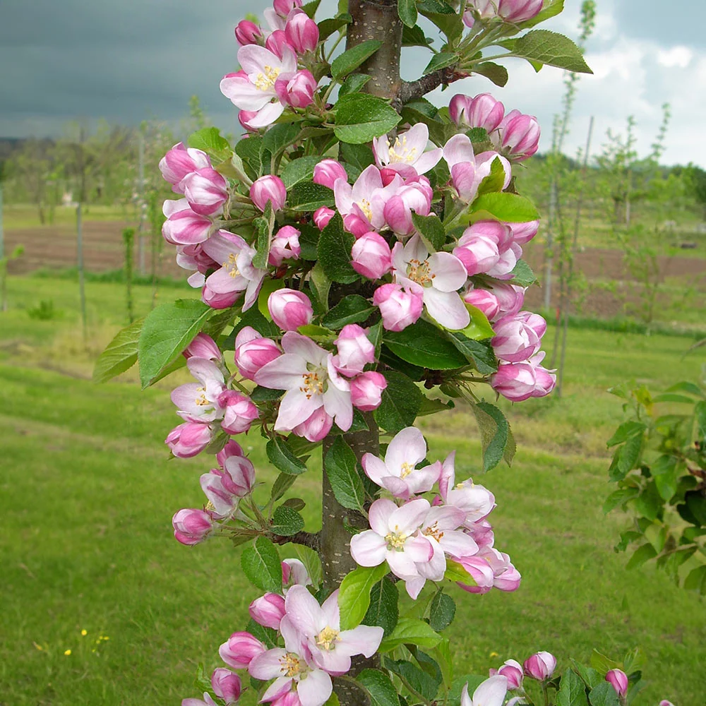 Fruit Snacks® 3-in-1 Columnar Apple Tree 3 Fruit Snacks® 3-in-1 Columnar Apple Tree