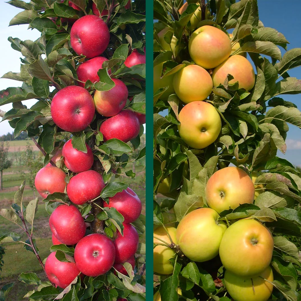 Fruit Snacks® 2-in-1 Columnar Apple Tree 2 Fruit Snacks® 2-in-1 Columnar Apple Tree