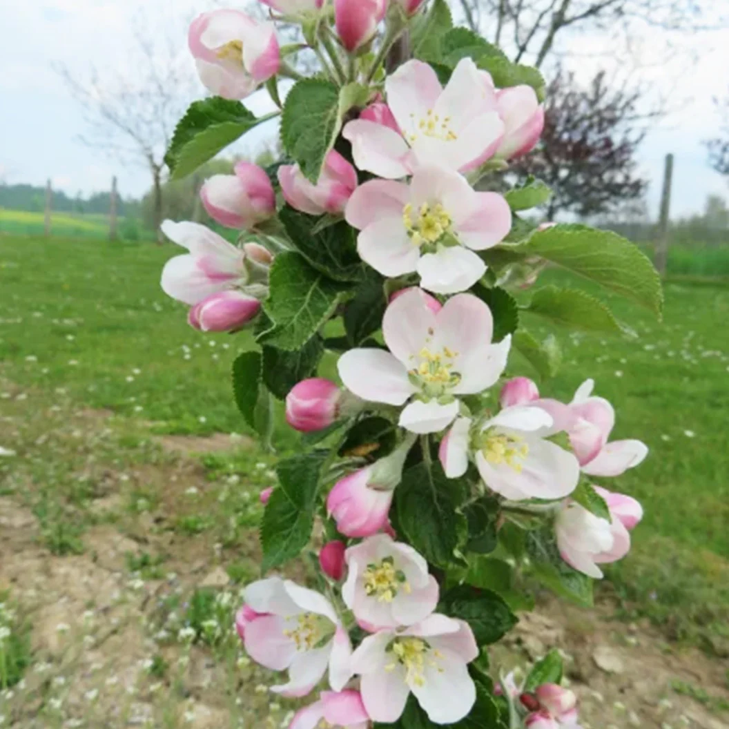 Fruit Snacks® 2-in-1 Columnar Apple Tree 3 Fruit Snacks® 2-in-1 Columnar Apple Tree