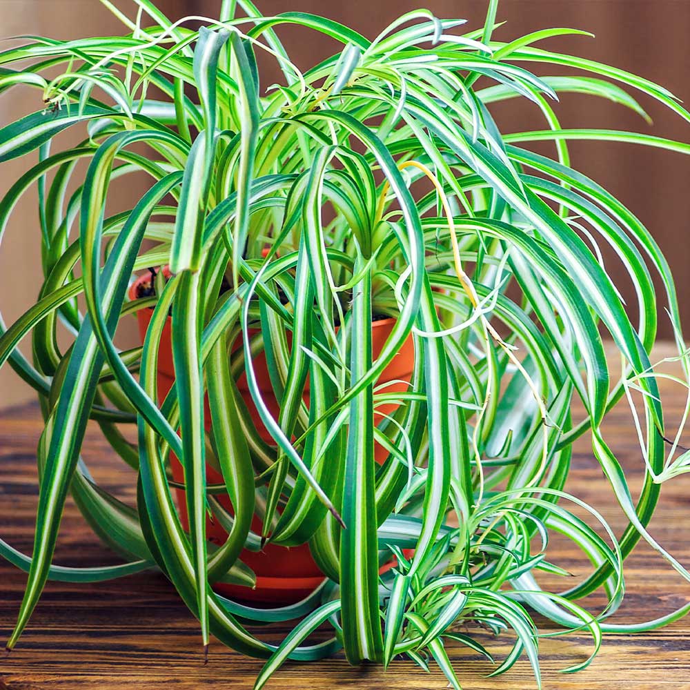 Spider Plant 2 Spider Plant
