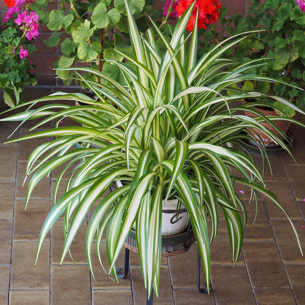 Spider Plant 3 Spider Plant