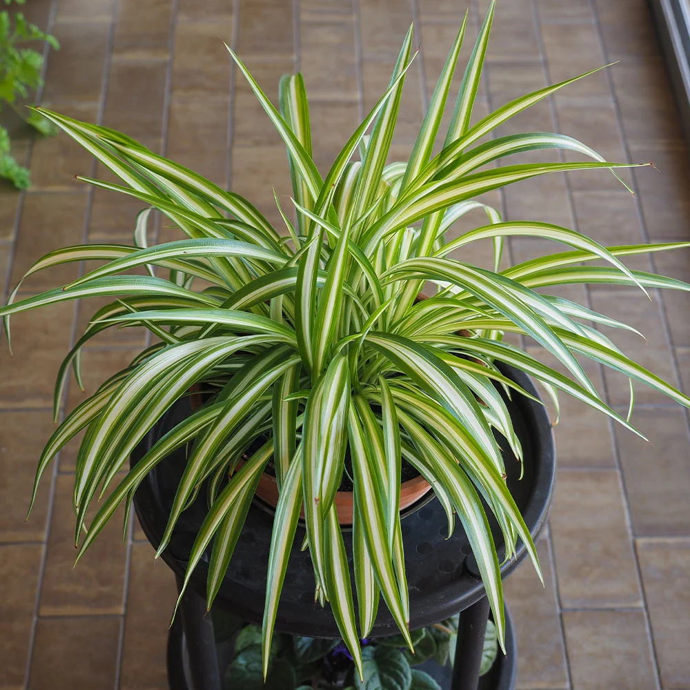 Spider Plant 4 Spider Plant