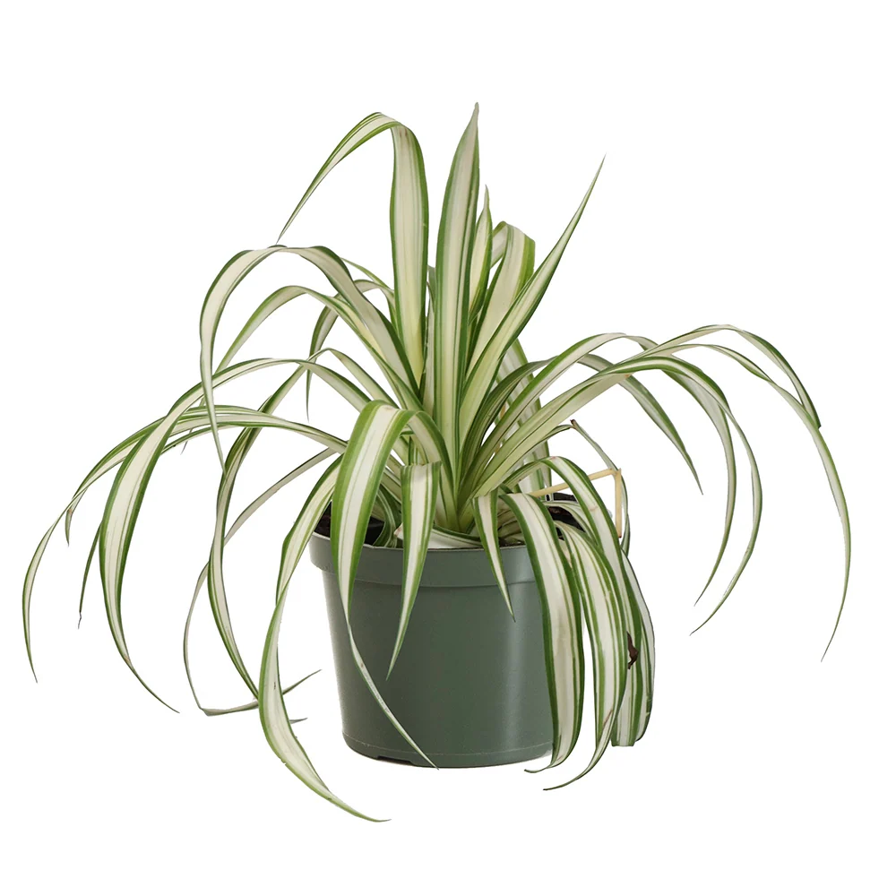 Spider Plant 5 Spider Plant