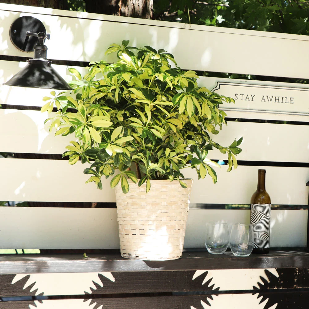 Variegated Dwarf Umbrella Tree 2 Variegated Dwarf Umbrella Tree