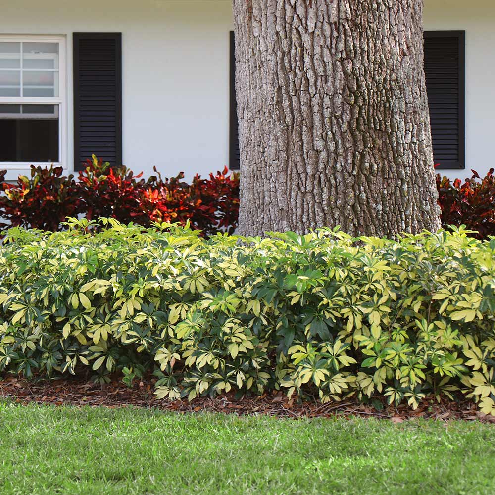 Variegated Dwarf Umbrella Tree 3 Variegated Dwarf Umbrella Tree